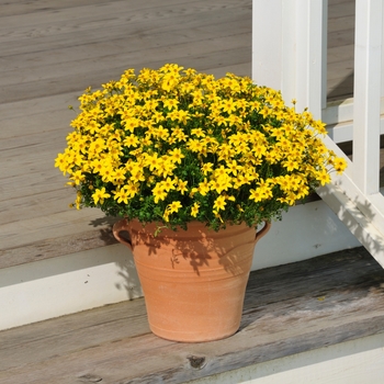 Bidens Beedance® 'Yellow' (115946)