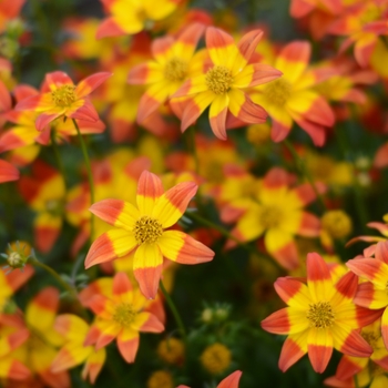 Bidens ferulifolia Beedance® 'Painted Red' (115947)