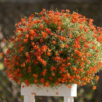 Bidens ferulifolia Beedance® 'Painted Red' (115952)