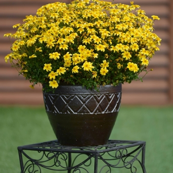 Bidens Beedance® 'Yellow' (115953)