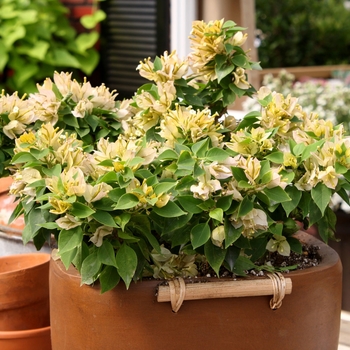 Bougainvillea Sunvillea™ 'Cream' (115954)