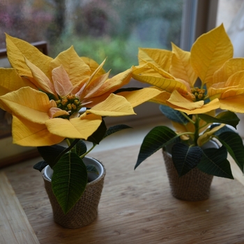 Euphorbia pulcherrima 'Gold Rush' (115969)