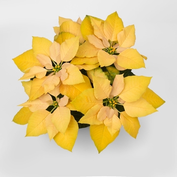 Euphorbia pulcherrima 'Gold Rush' (115971)