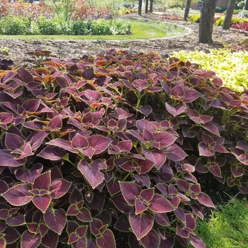 Coleus Main Street 'Broad Street' (116096)