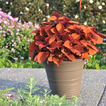 Coleus Main Street 'Wall Street™' (116100)