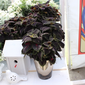 Coleus Main Street 'Abbey Road' (116104)