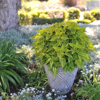 Coleus Main Street 'River Walk' (116107)