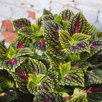 Coleus Main Street 'La Rambla' (116120)