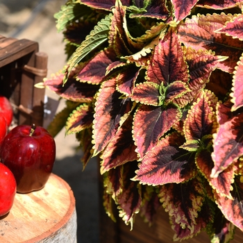 Coleus Main Street 'Granville Street' (116121)