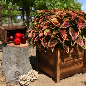 Coleus Main Street 'Granville Street' (116122)