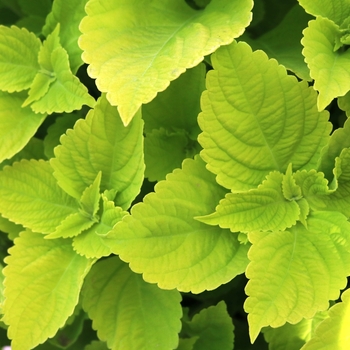 Coleus Main Street 'Chartres Street' (116125)