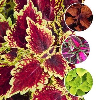 Coleus Main Street 'Multiple Varieties' (116151)