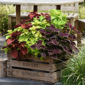 Coleus Main Street 'Multiple Varieties' (116154)