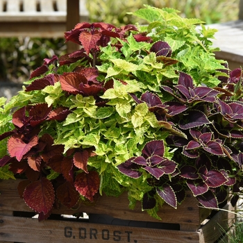 Coleus Main Street 'Multiple Varieties' (116155)