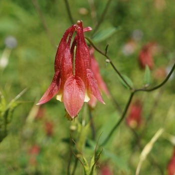 Aquilegia canadensis '' (116216)