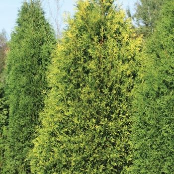 Thuja occidentalis 'Polar Gold®' (116318)