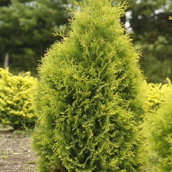 Thuja occidentalis 'Polar Gold®' (116320)