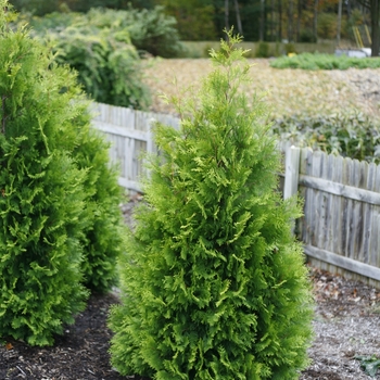 Thuja occidentalis 'Polar Gold®' (116321)