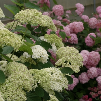 Hydrangea arborescens 'Lime Rickey®' (116436)