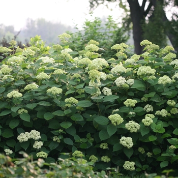 Hydrangea arborescens 'Lime Rickey®' (116438)