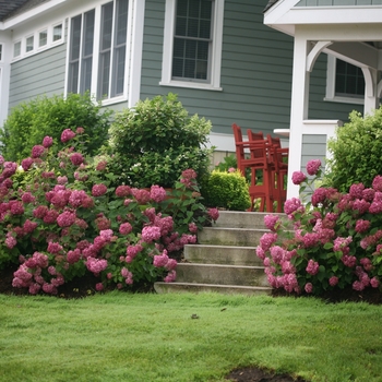 Hydrangea arborescens 'Invincibelle Mini Mauvette®' (116440)