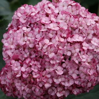 Hydrangea arborescens 'Invincibelle Mini Mauvette®' (116441)