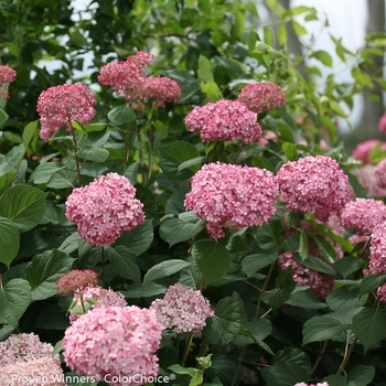 Hydrangea arborescens Invincibelle® 'Spirit II' (116442)