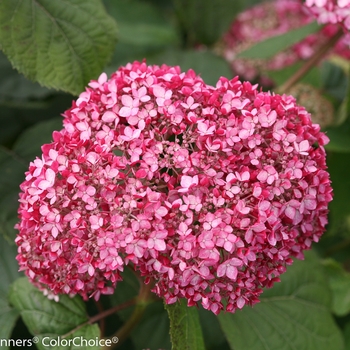 Hydrangea arborescens Invincibelle® 'Spirit II' (116444)