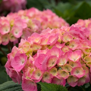 Hydrangea macrophylla Let's Dance® 'Big Easy®' (116446)