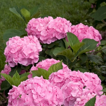 Hydrangea macrophylla Let's Dance® 'Big Easy®' (116447)