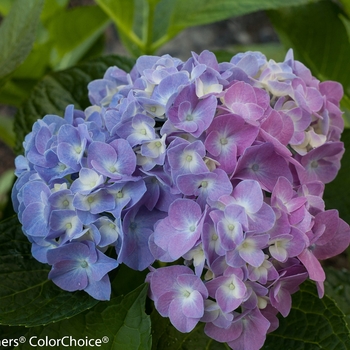 Hydrangea macrophylla Let's Dance® 'Blue Jangles®' (116449)