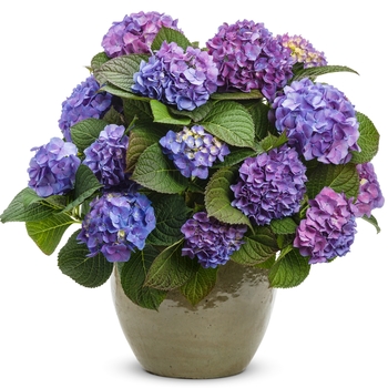 Hydrangea macrophylla Let's Dance® 'Blue Jangles®' (116450)