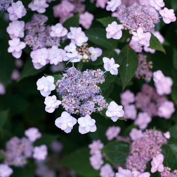 Hydrangea serrata 'Tiny Tuff Stuff™' (116452)