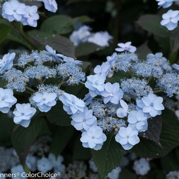 Hydrangea serrata 'Tiny Tuff Stuff™' (116453)