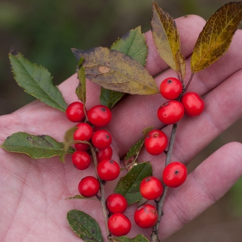 Ilex verticillata Little Goblin® 'Red' (116460)