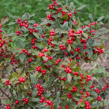 Ilex verticillata Little Goblin® 'Red' (116461)