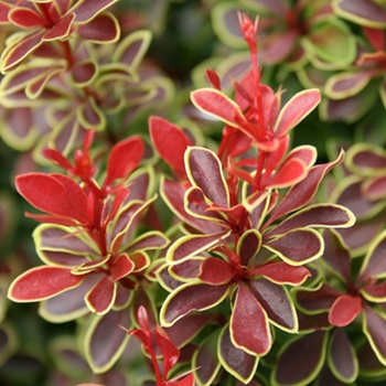 Berberis thunbergii 'Admiration' (116465)