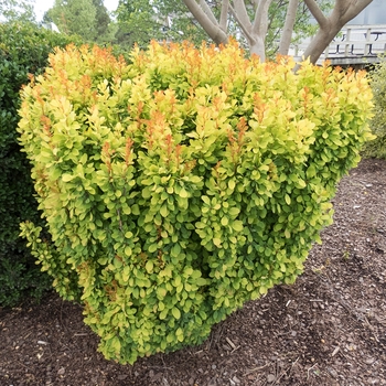 Berberis thunbergii 'Golden Rocket' (116466)