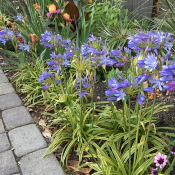 Agapanthus africanus 'Neverland' (116467)