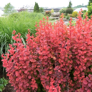 Berberis thunbergii 'Orange Rocket' (116468)