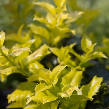 Ilex x meserveae 'Castle Gold™' (116484)