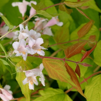 Kolkwitzia amabilis 'Dream Catcher®' (116488)