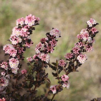 Physocarpus opulifolius Tiny Wine® '' (116489)