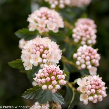 Physocarpus opulifolius Tiny Wine® '' (116490)