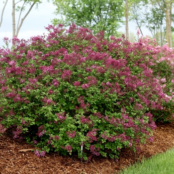 Syringa Bloomerang® 'Dark Purple' (116501)