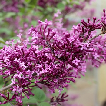 Syringa Bloomerang® 'Dark Purple' (116502)