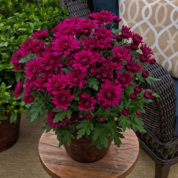 Chrysanthemum indicum 'Williamsburg™ Purple' (116511)