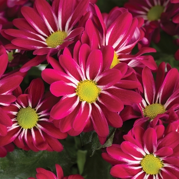 Chrysanthemum indicum 'Estes Park™ Purple Bicolor' (116621)