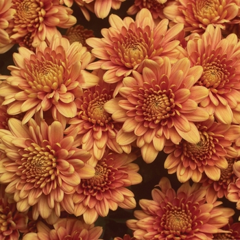 Chrysanthemum indicum 'Chatham™ Orange' (116637)