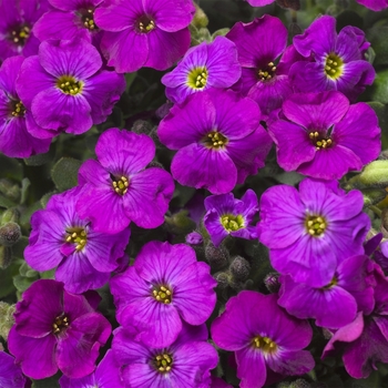 Aubrieta Audrey™ 'Deep Blue Shades' (116717)